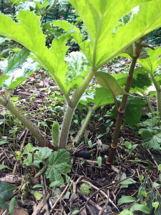 Images of Japanese Knotweed Japanese Knotweed Specialists
