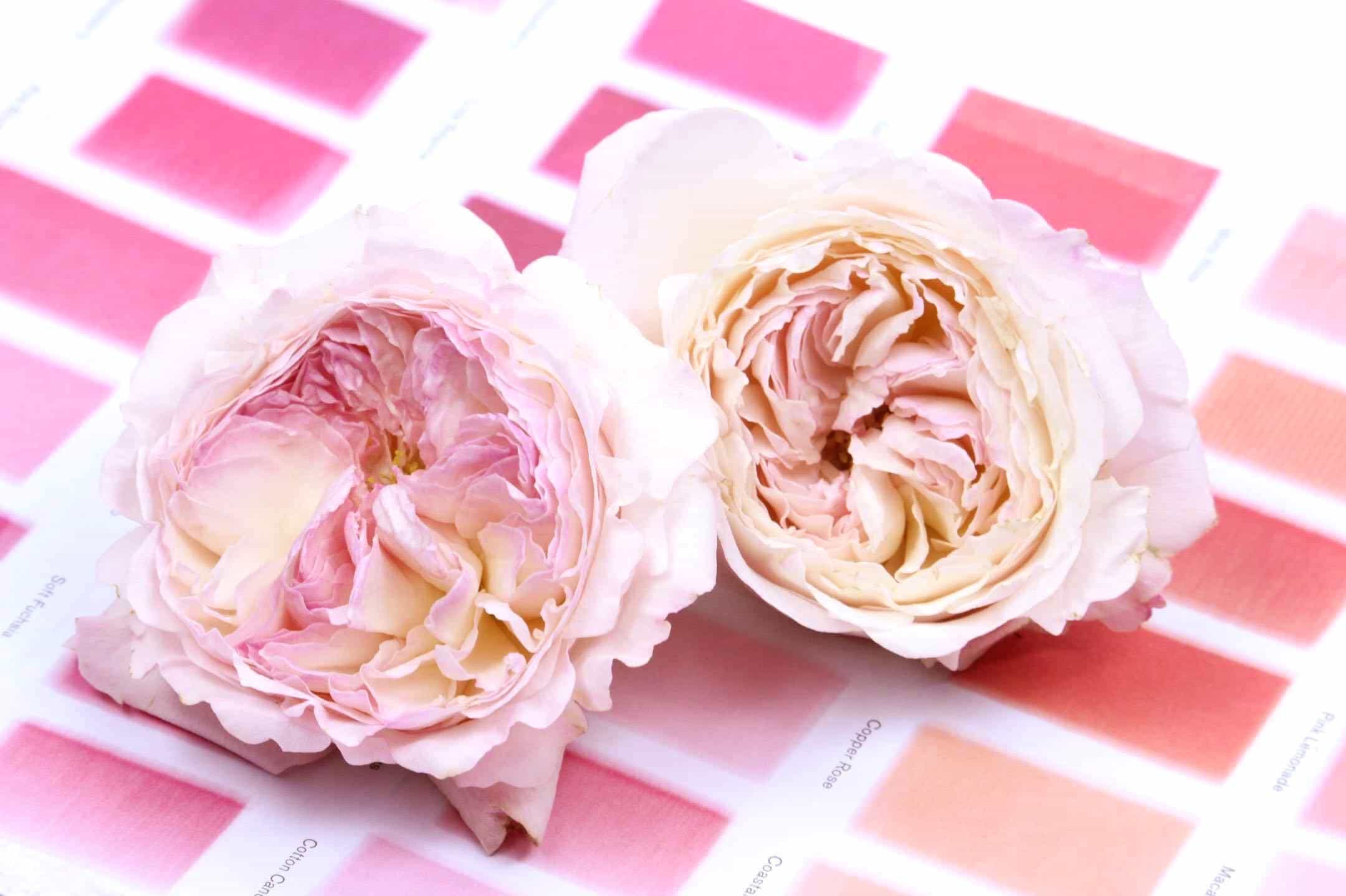 Why flowers smell the flower revealed