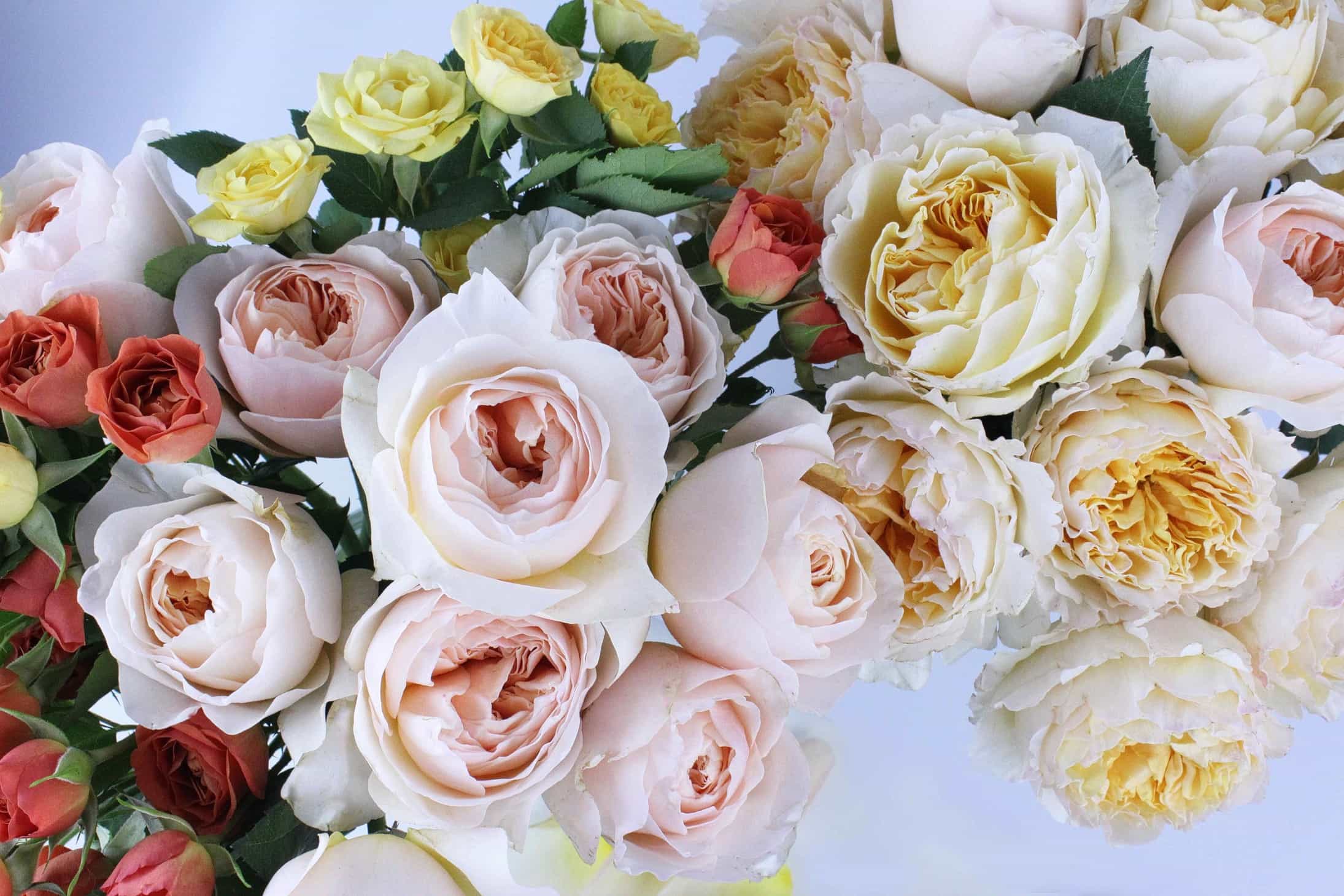 The rose series a guide to buying cut garden roses