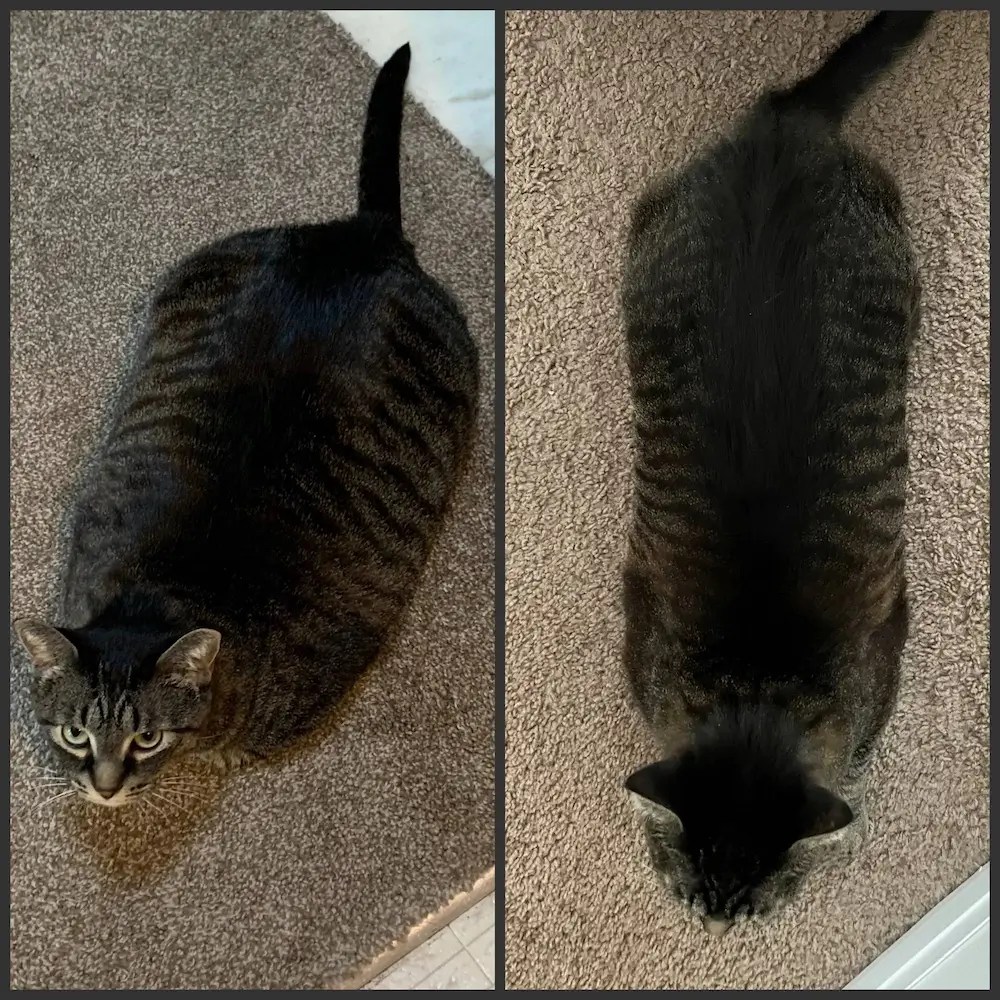 How to Help a Cat Lose Weight Effective Weight Loss Plan