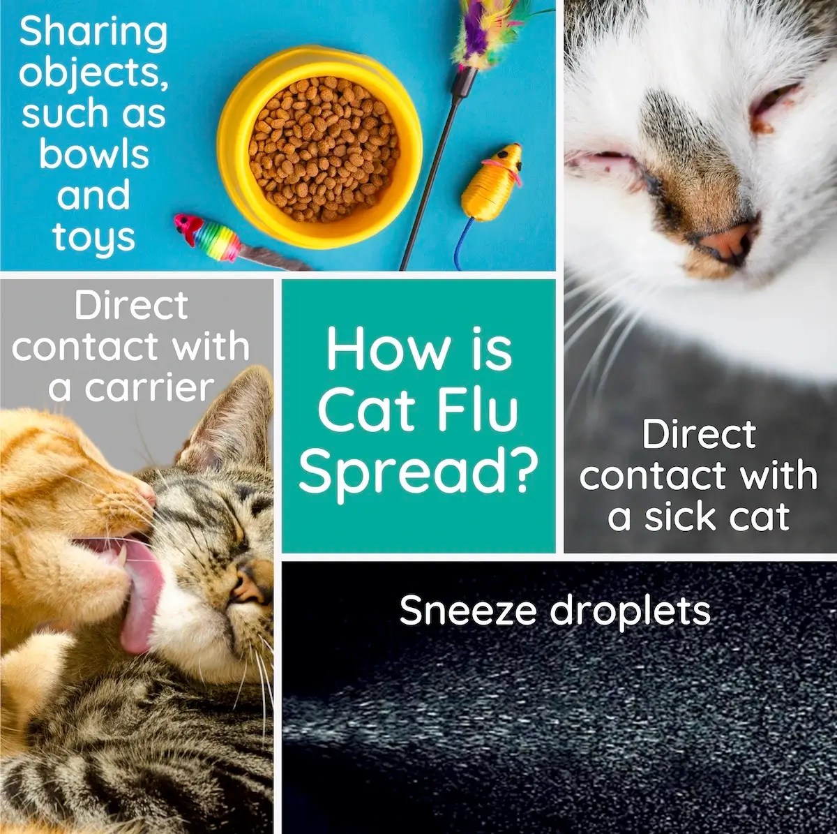 A Vet's Guide to Cat Flu Treatment, Recovery + Much More