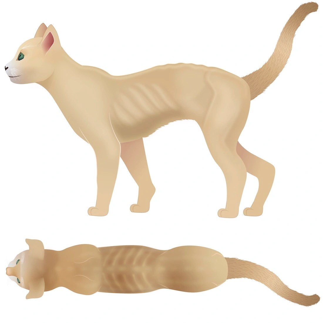 Cat Body Condition Score Chart How to Score Your Cat 19