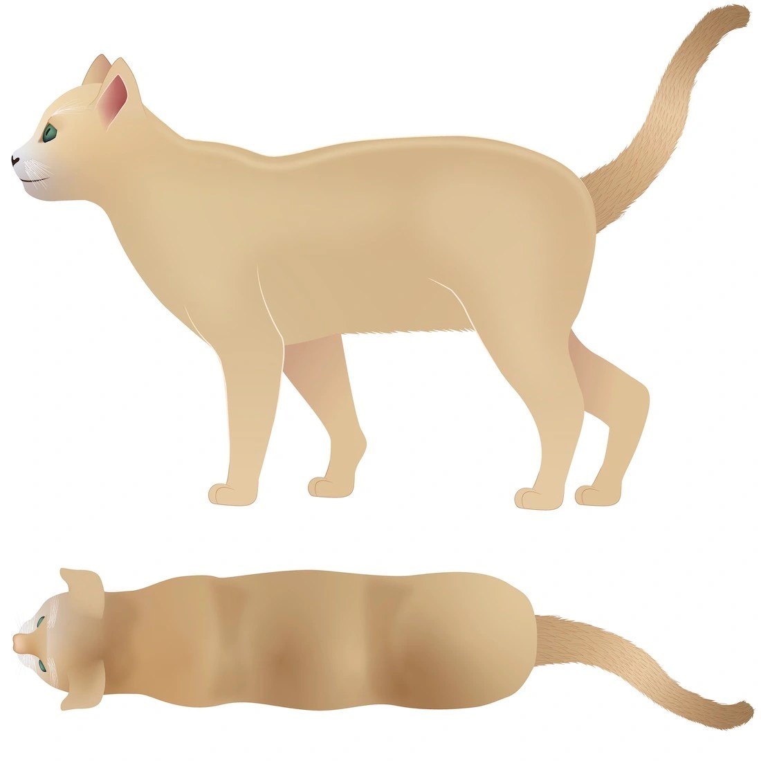 Cat Body Condition Score Chart How to Score Your Cat 19