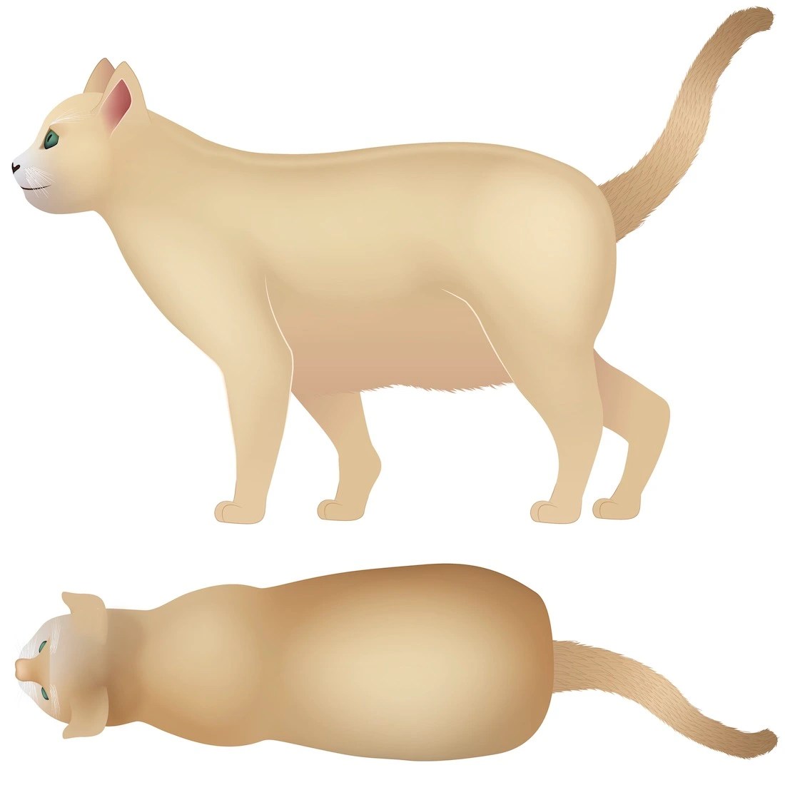 Cat Body Condition Score Chart How to Score Your Cat 19