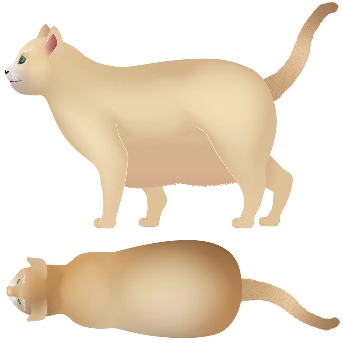 Cat Body Condition Score Chart How to Score Your Cat 19