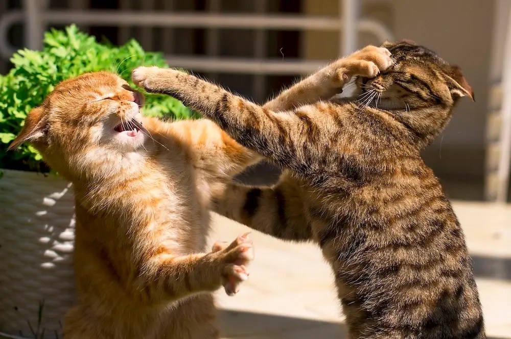 How to Reintroduce Cats After a Fight 5Step Plan to Peace