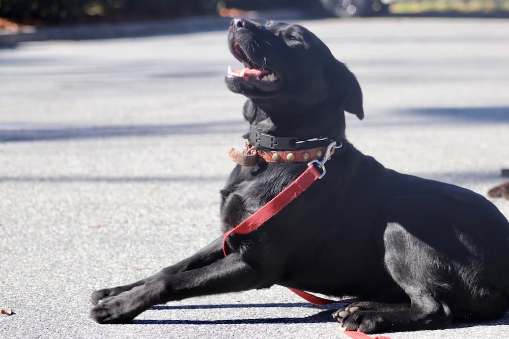 PepeDogs J&K Canine Academy Unleash the love for your canine companion.