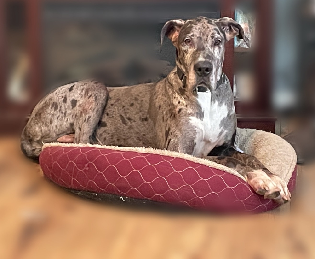 Great Danes in Dayton Ohio