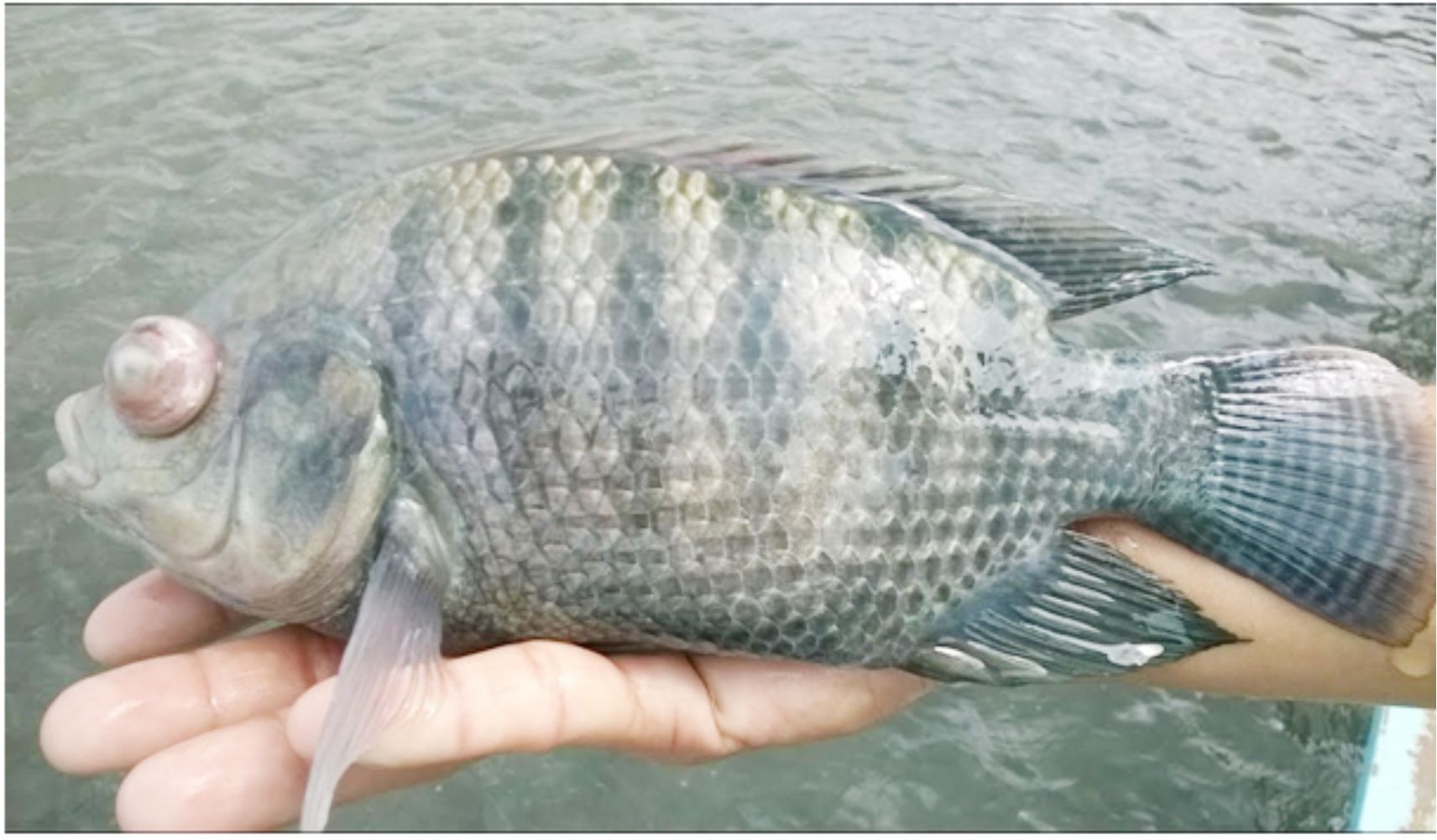 Types of Fish Diseases