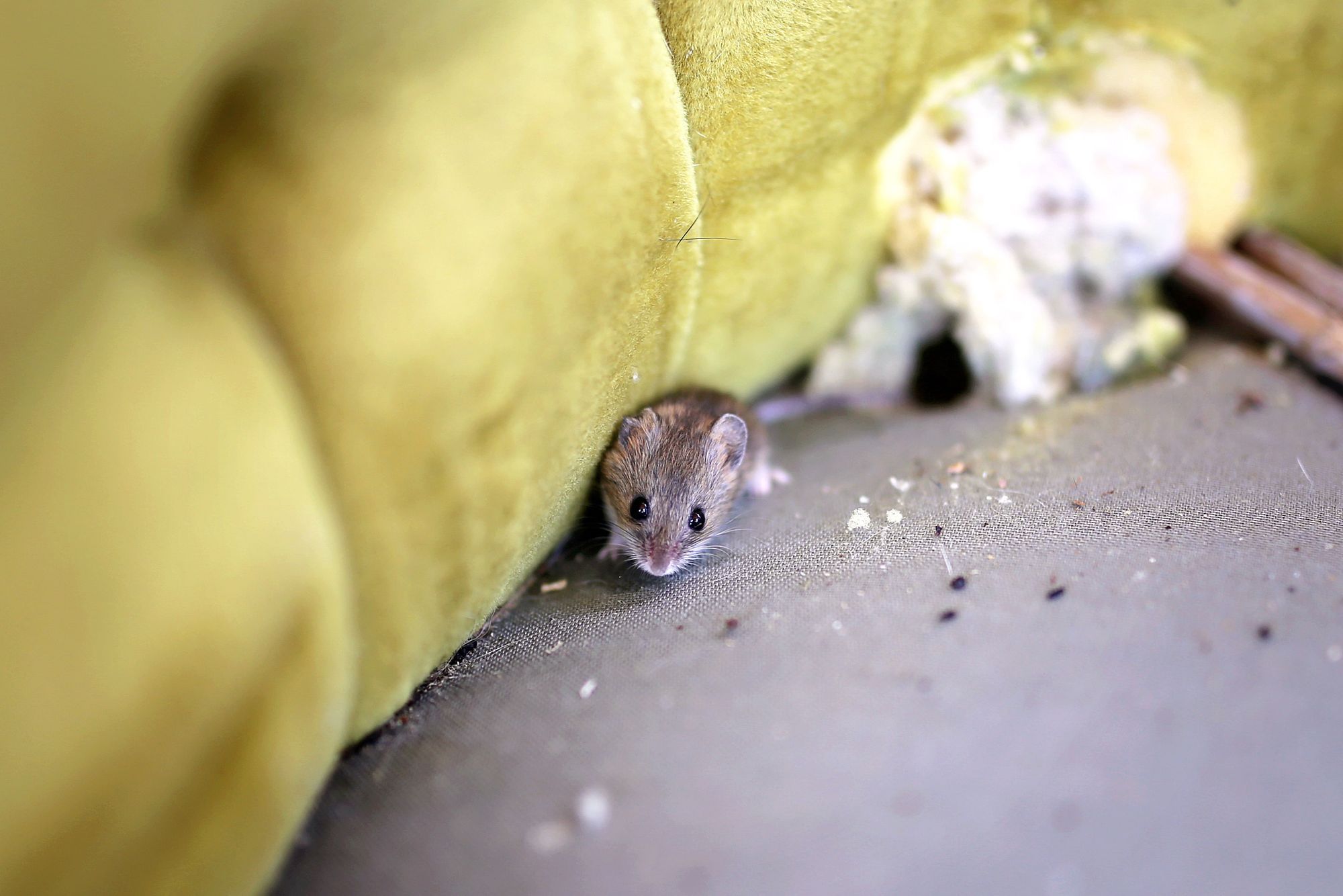 How to Clean Mouse Droppings from Fabric