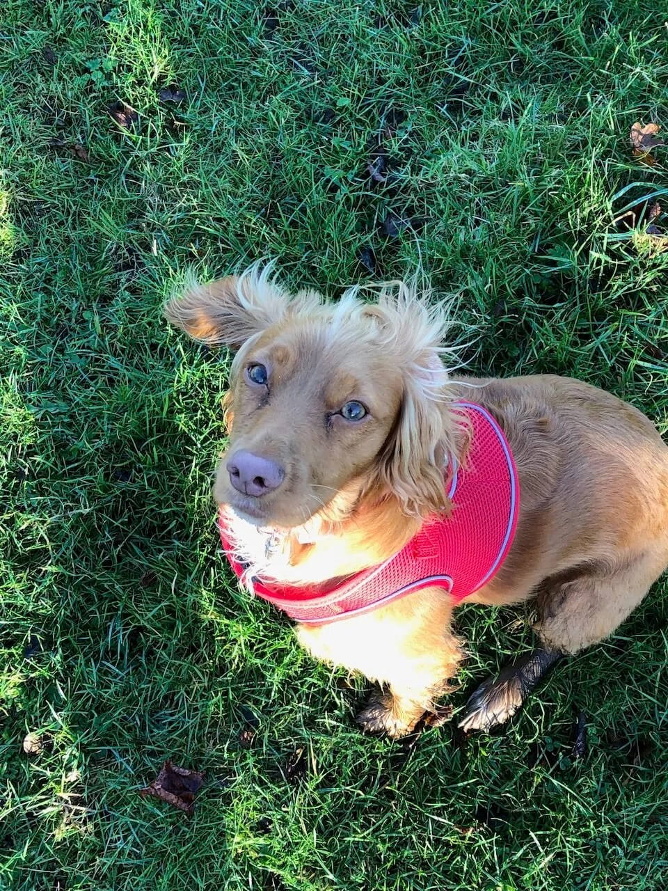 How to choose a harness for your Cocker Spaniel dog.