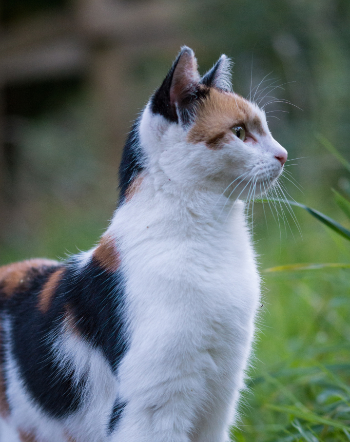 Wireless Cat Fences by Dog Guard®