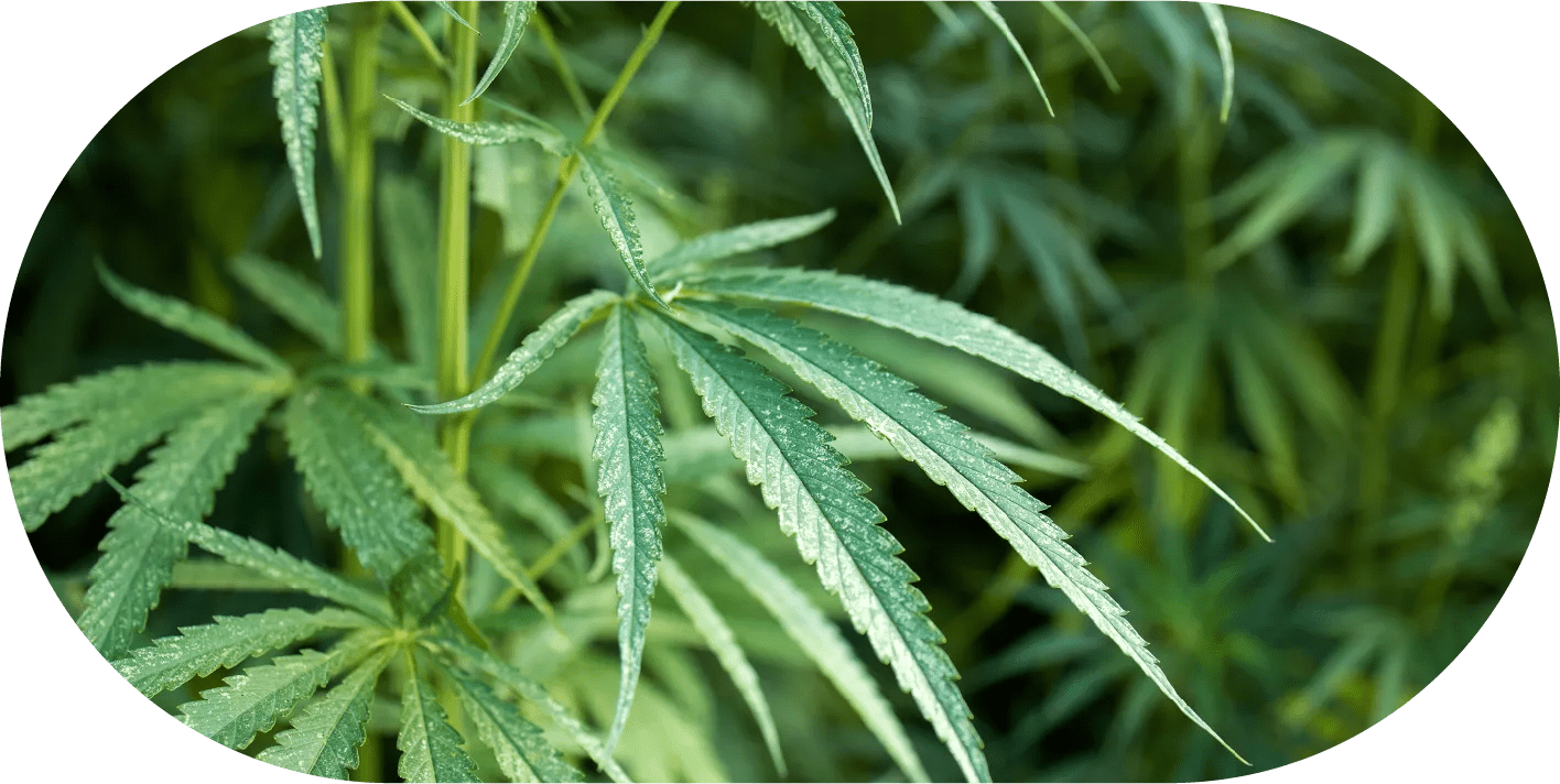 Products from industrial hemp — Ukrainian Hemp®