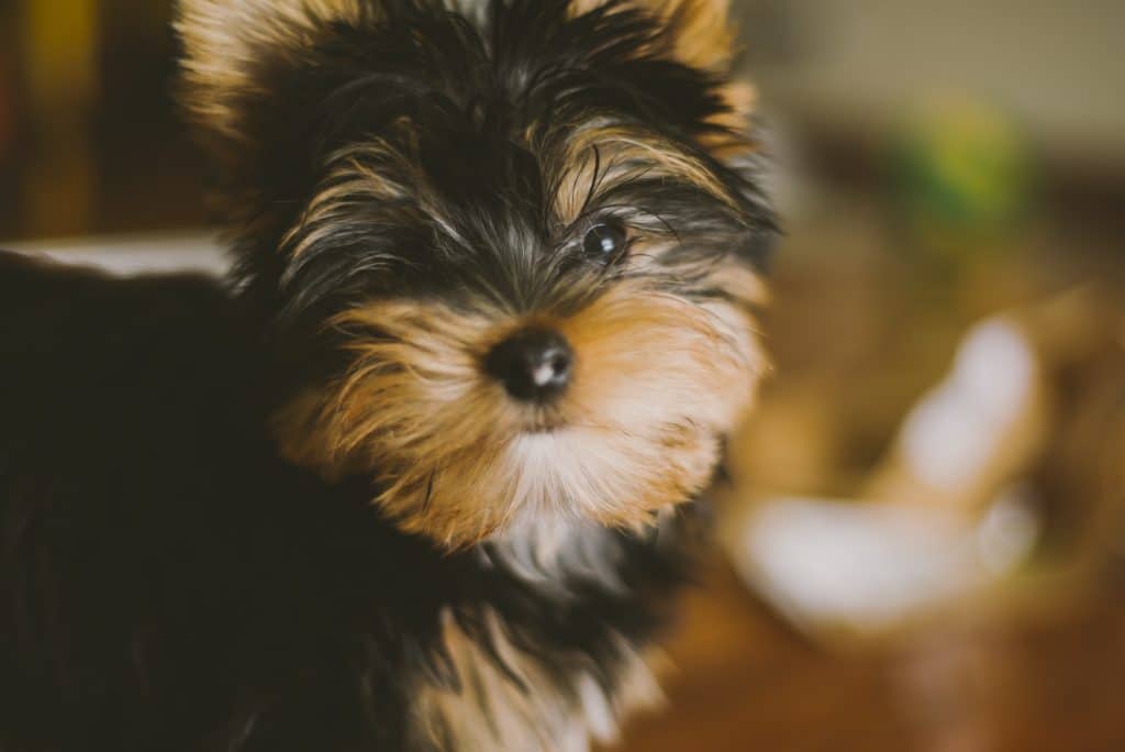 Are Yorkies High Maintenance? Little Pet Corner