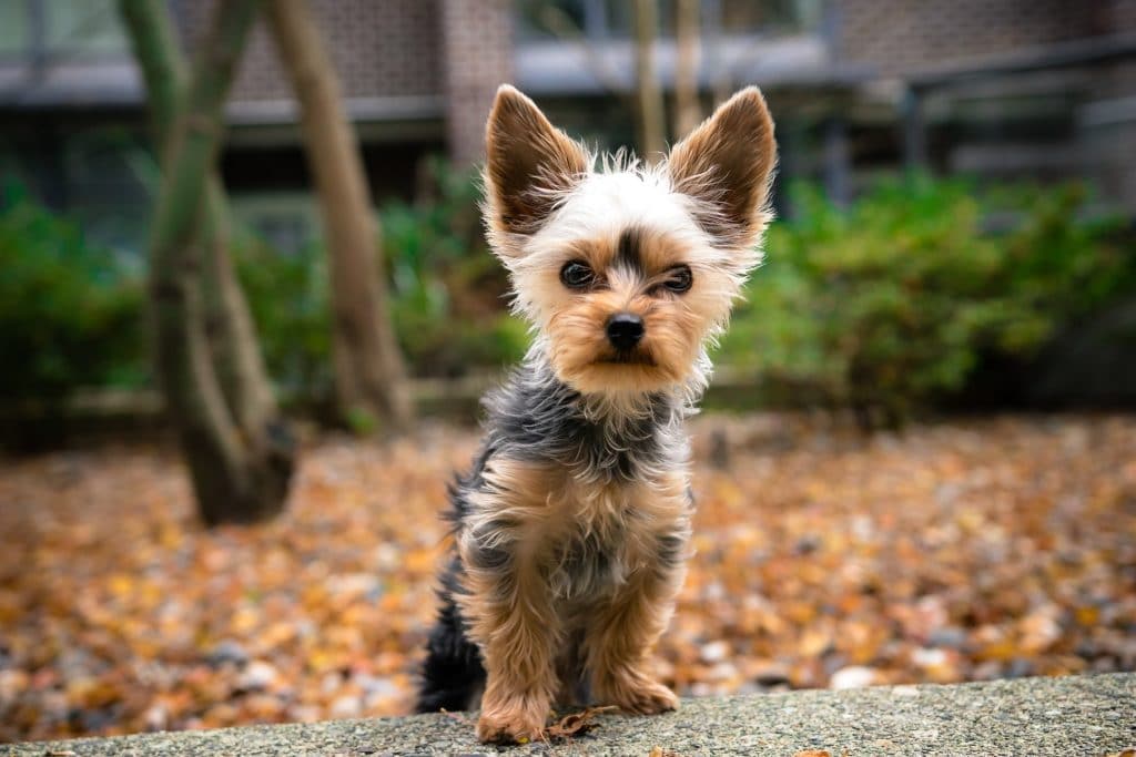 Are Yorkies High Maintenance? Little Pet Corner