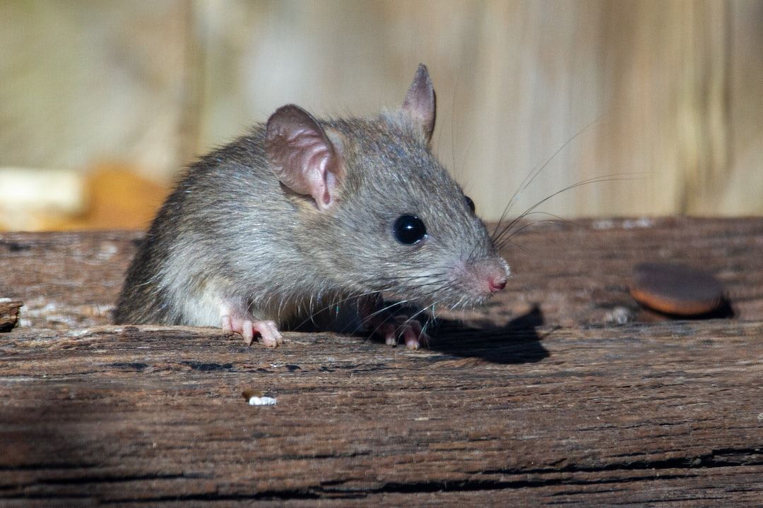 Can I Sue My Landlord for a Mice Infestation? Dispute