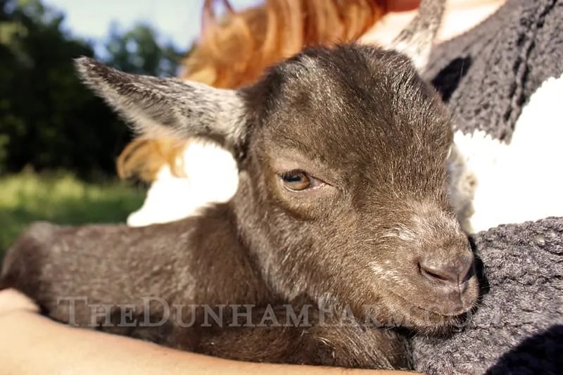 Pygmy Goats Fort Worth, TX