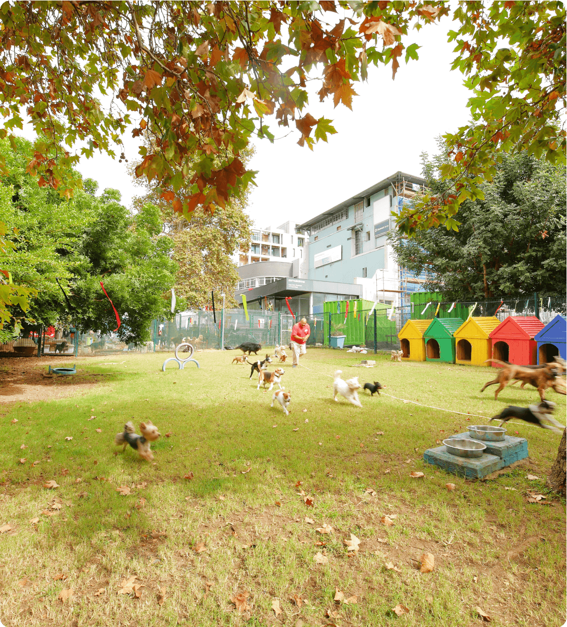 Discover Our Dog Care Facilities atFrits