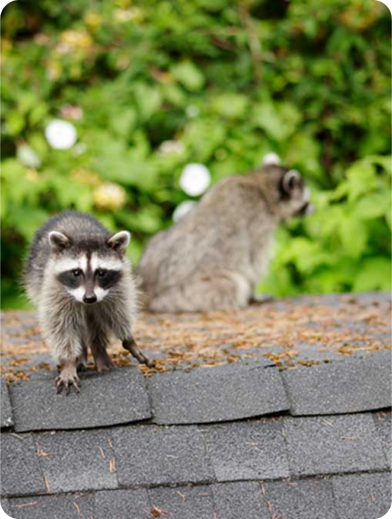 Removal of Rodents In Attic Get Insulation that Repels Rodents
