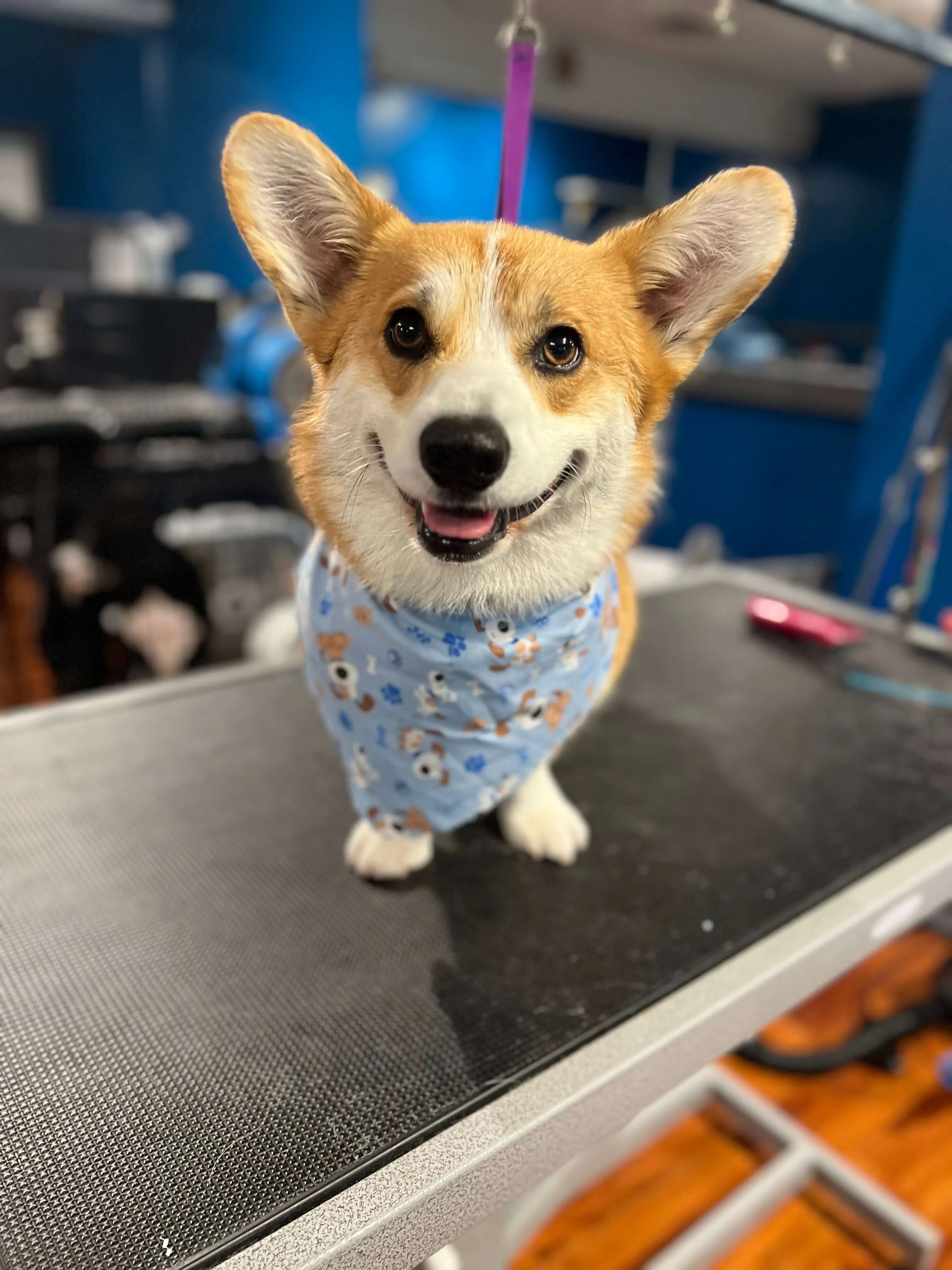 Professional Pet Grooming Services in Hamden, CT True Love Pet Care