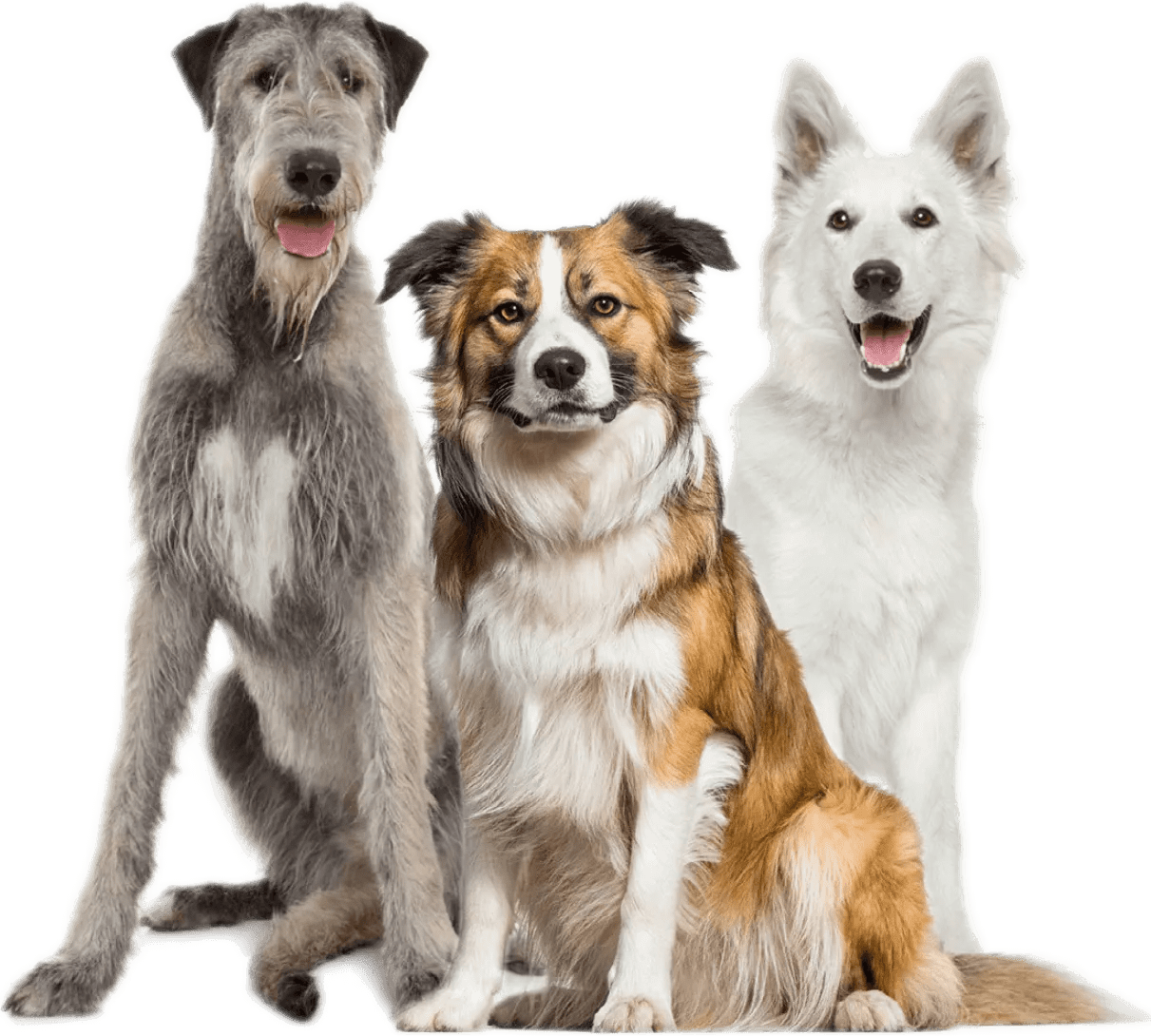 Board & Train in Austin & San Antonio Total Dog! Training Solutions