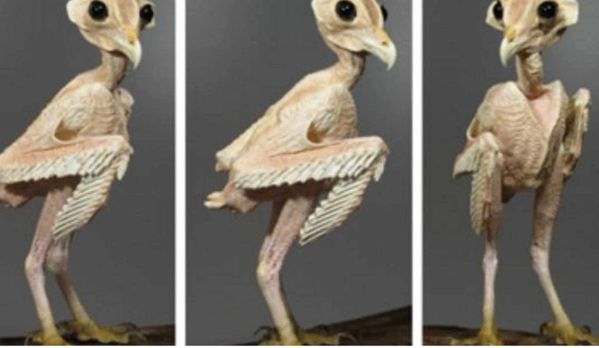 Sleep Uneasily Knowing That Under Their Feathers Owls Look Like Satan's