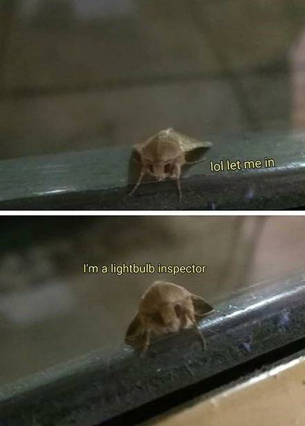 Moth Memes Are Taking Over The Here Are The Best Ones