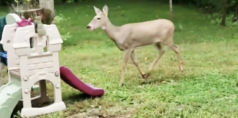 Deer Recreating Drums In Phil Collins' 'In the Air Tonight' Is A Viral