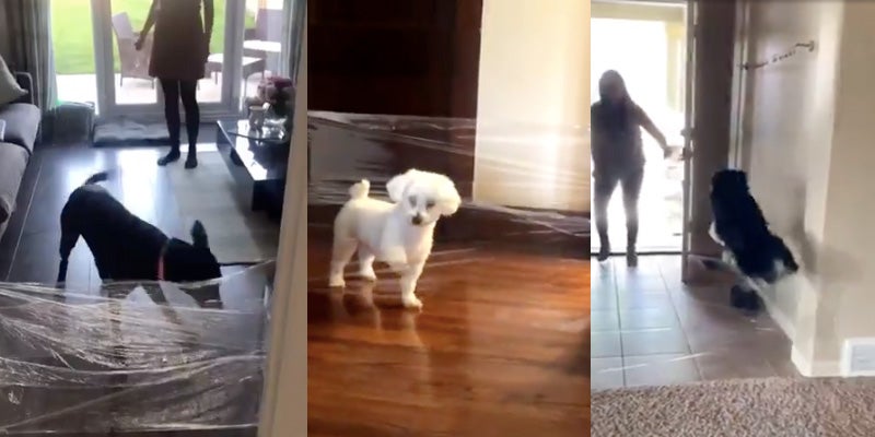 Humans Taunts Their Dogs With Plastic Wrap 'Invisible Challenge'