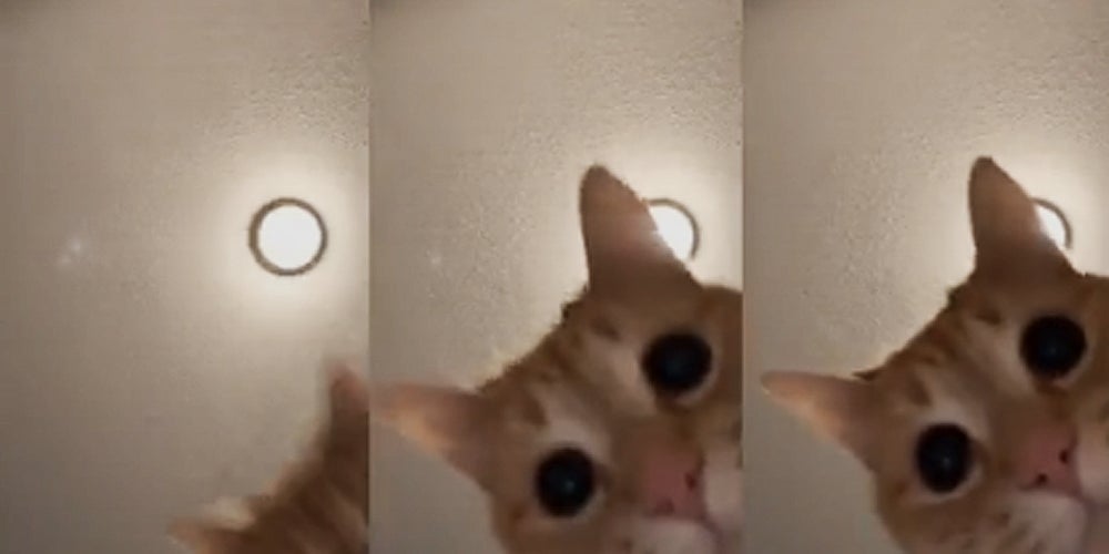 People Are Transfixed By a TikTok Cat Dancing Along to 'Mr. Sandman'