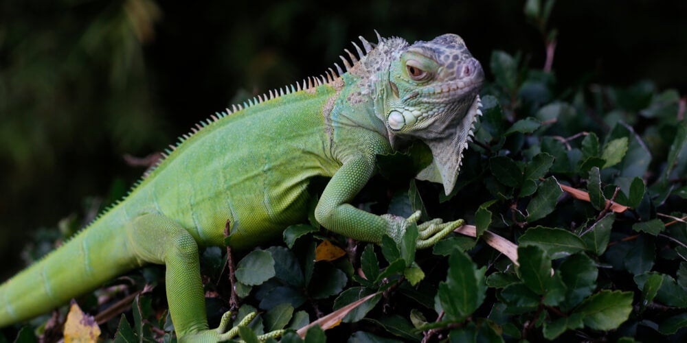 Iguanas Are Falling From Trees—And People Are Selling the Meat Online