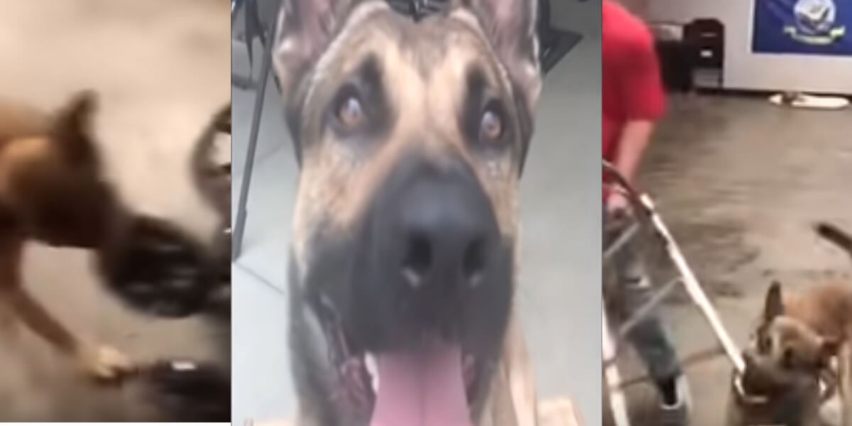 Video of Dog Failing Tests to Service Dog Goes Viral