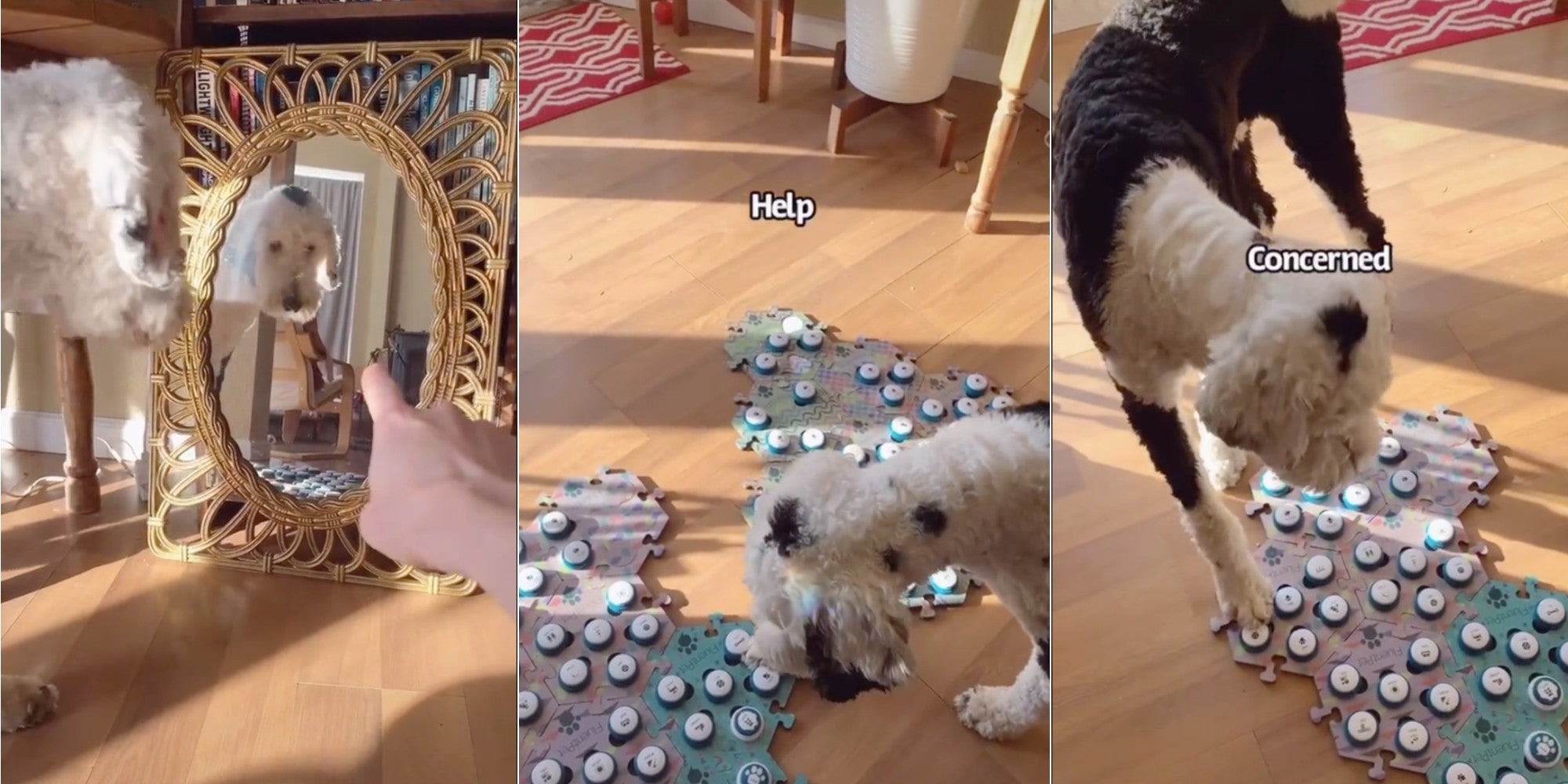 Fans Are Worried That TikTok Dog Bunny Is Having
