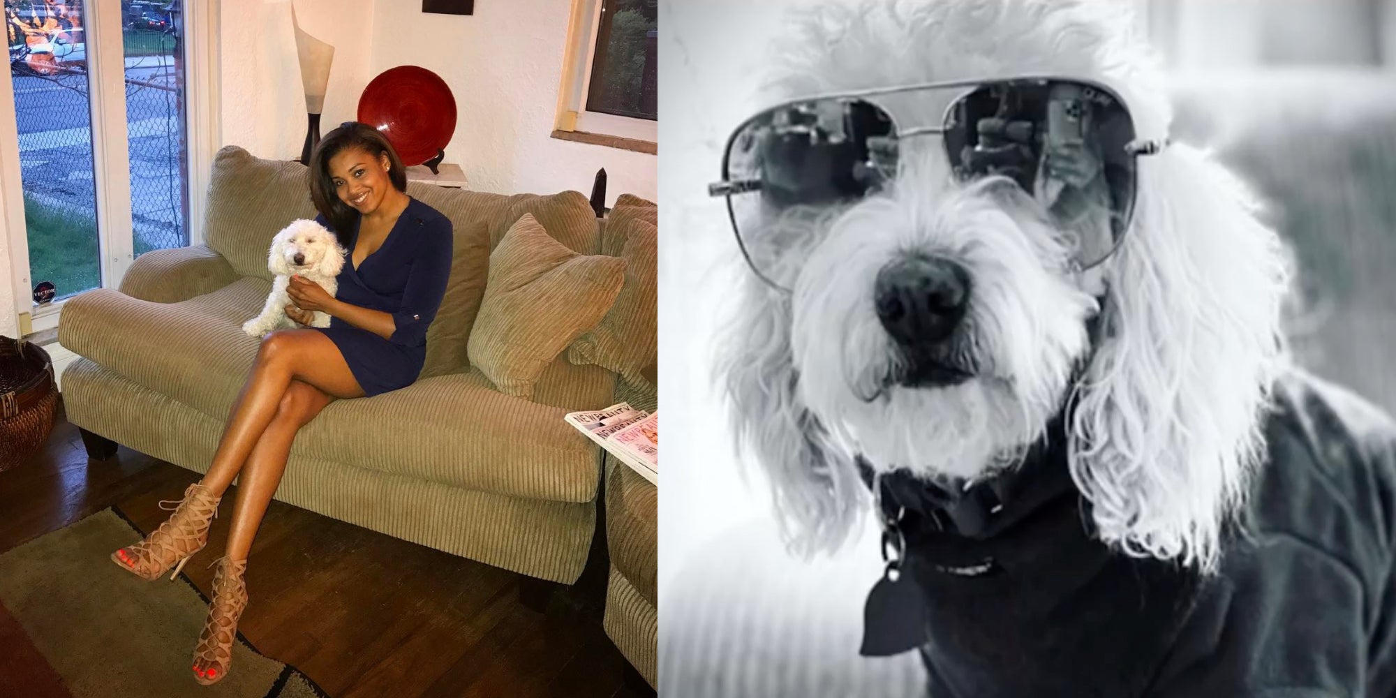 PetSmart Employees Charged After Toy Poodle’s Grooming Death