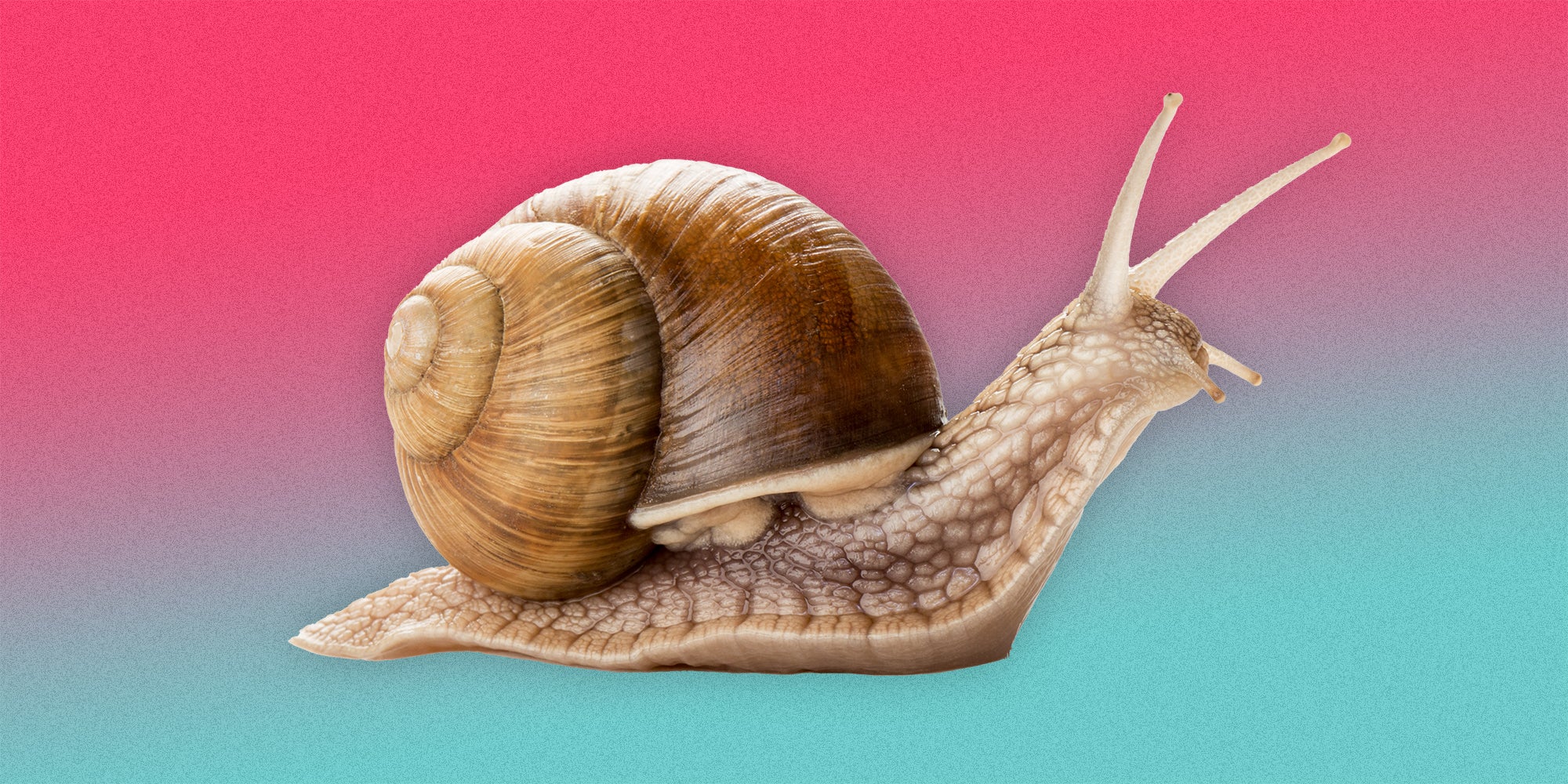 What Is the 'Immortal Snail' on TikTok?