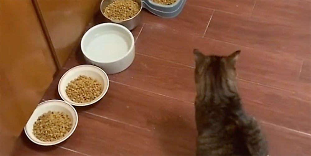 Owner's Travel Hack—A 5Day Cat Food Buffet—Sparks TikTok Debate