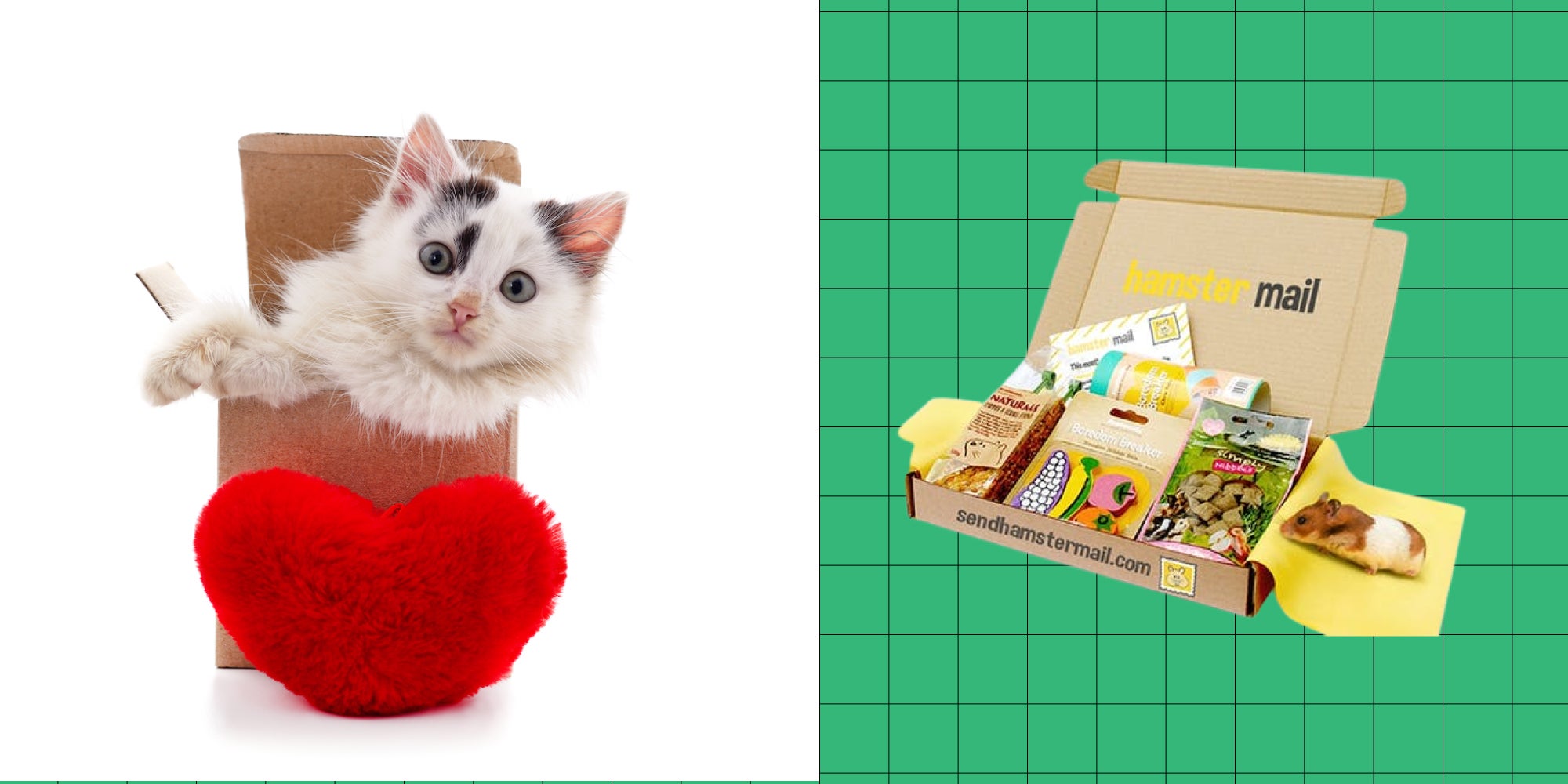 How to find the best pet subscription box for your dog, cat, hamster
