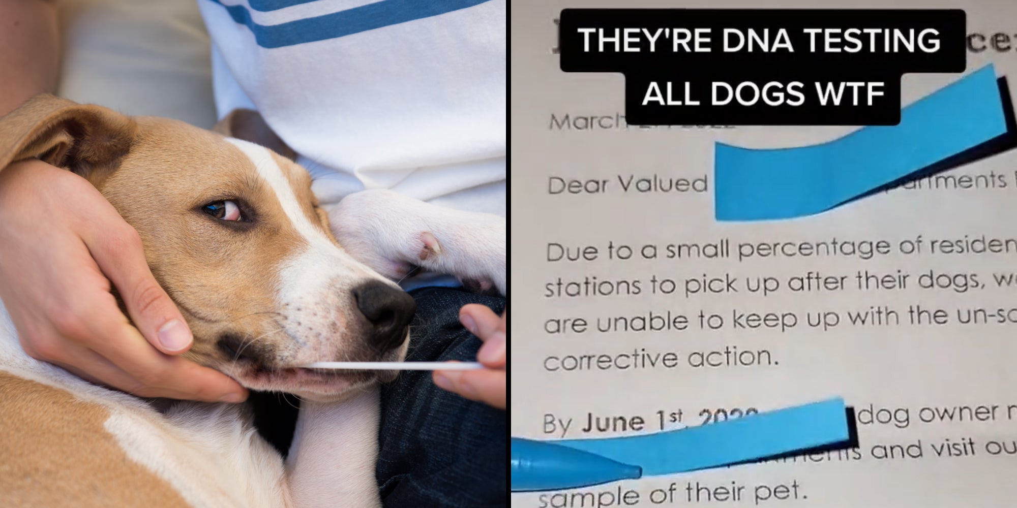 Apartment Complex Institutes Dog DNA Testing, Sparking Debate