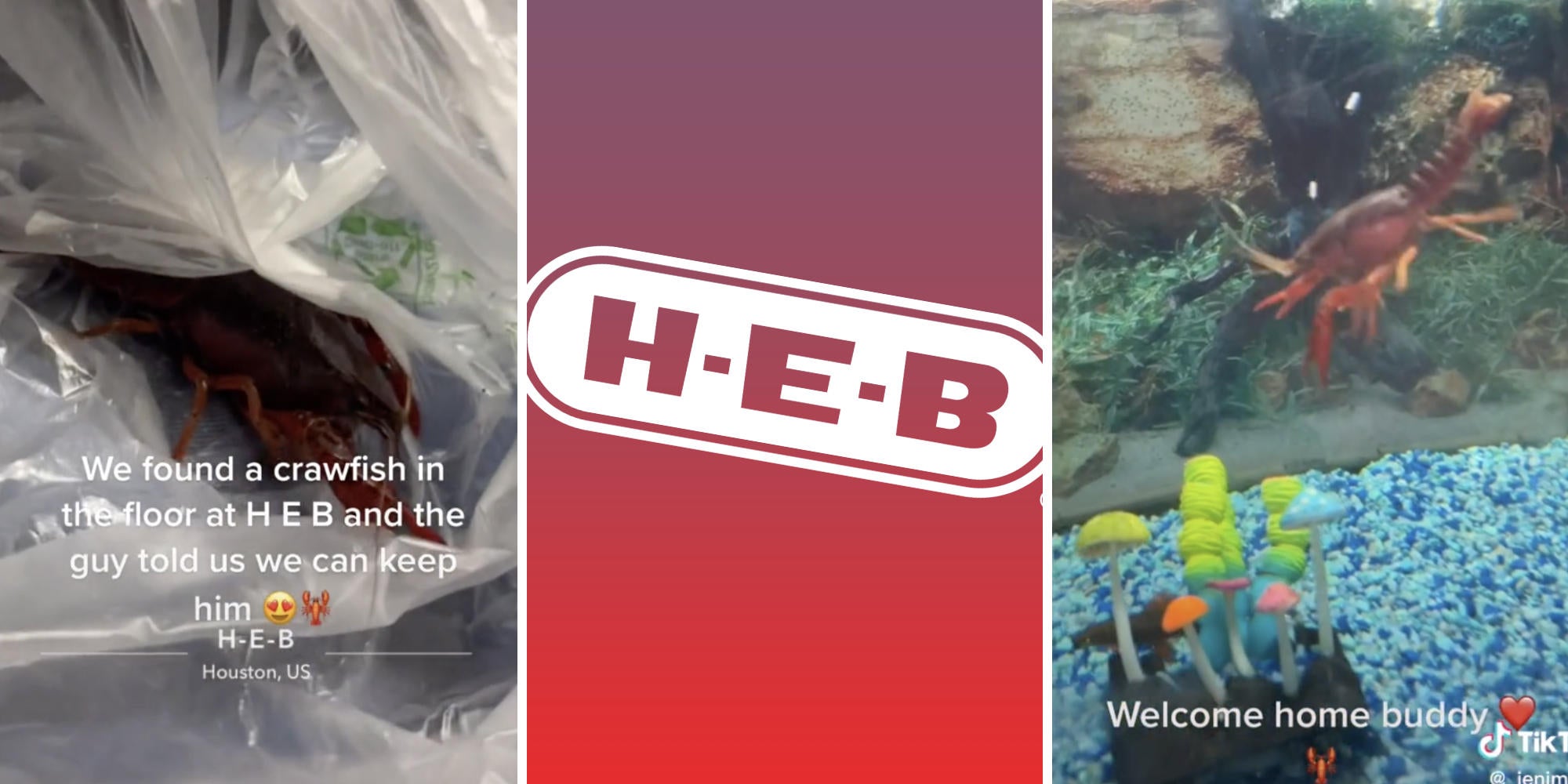 HEB Crawfish Woman Raises Discarded Crawfish as Pet in Viral Video(03)