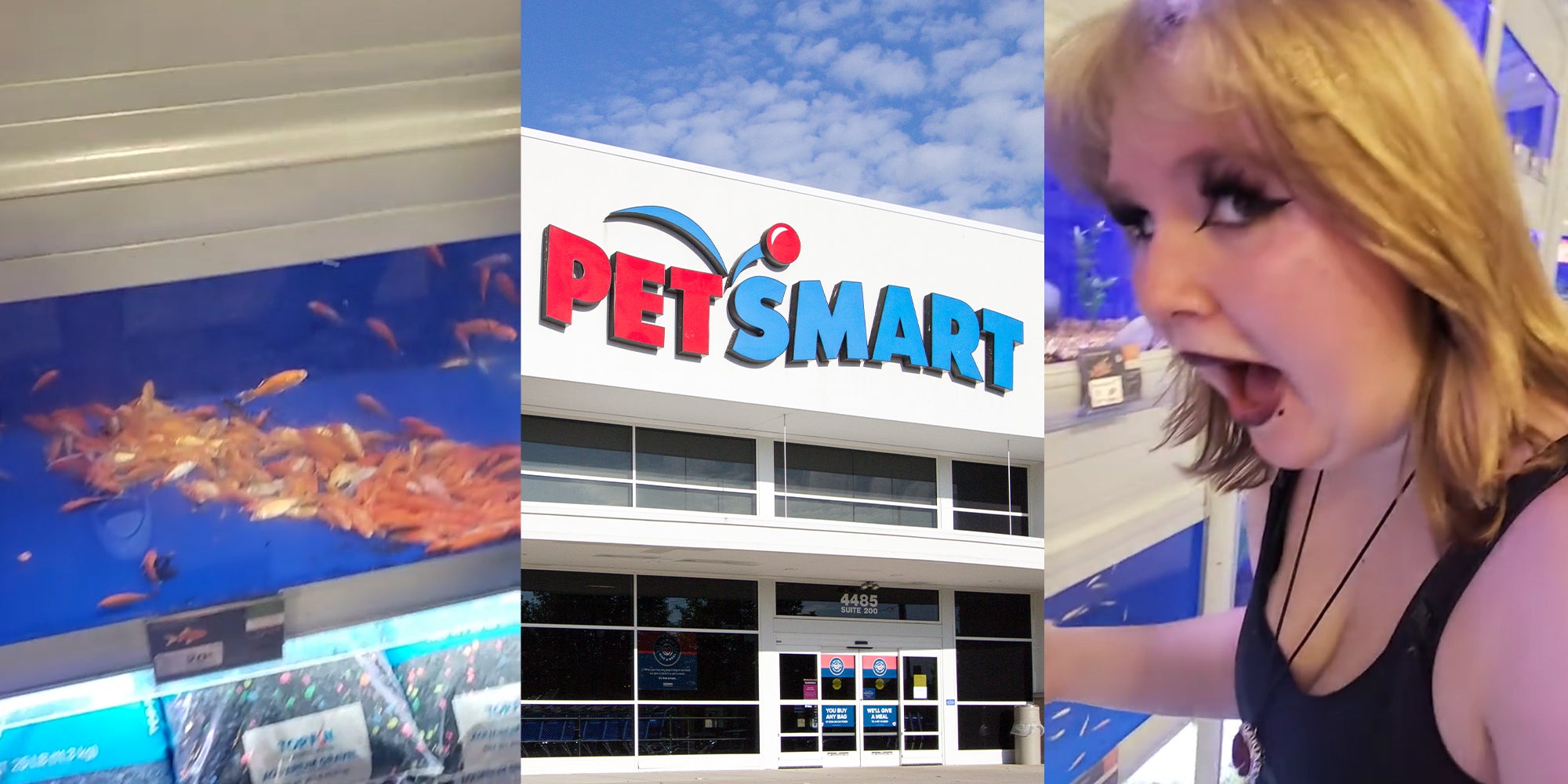 PetSmart Customers Finds Tons of Dead Fish in Tank(03)
