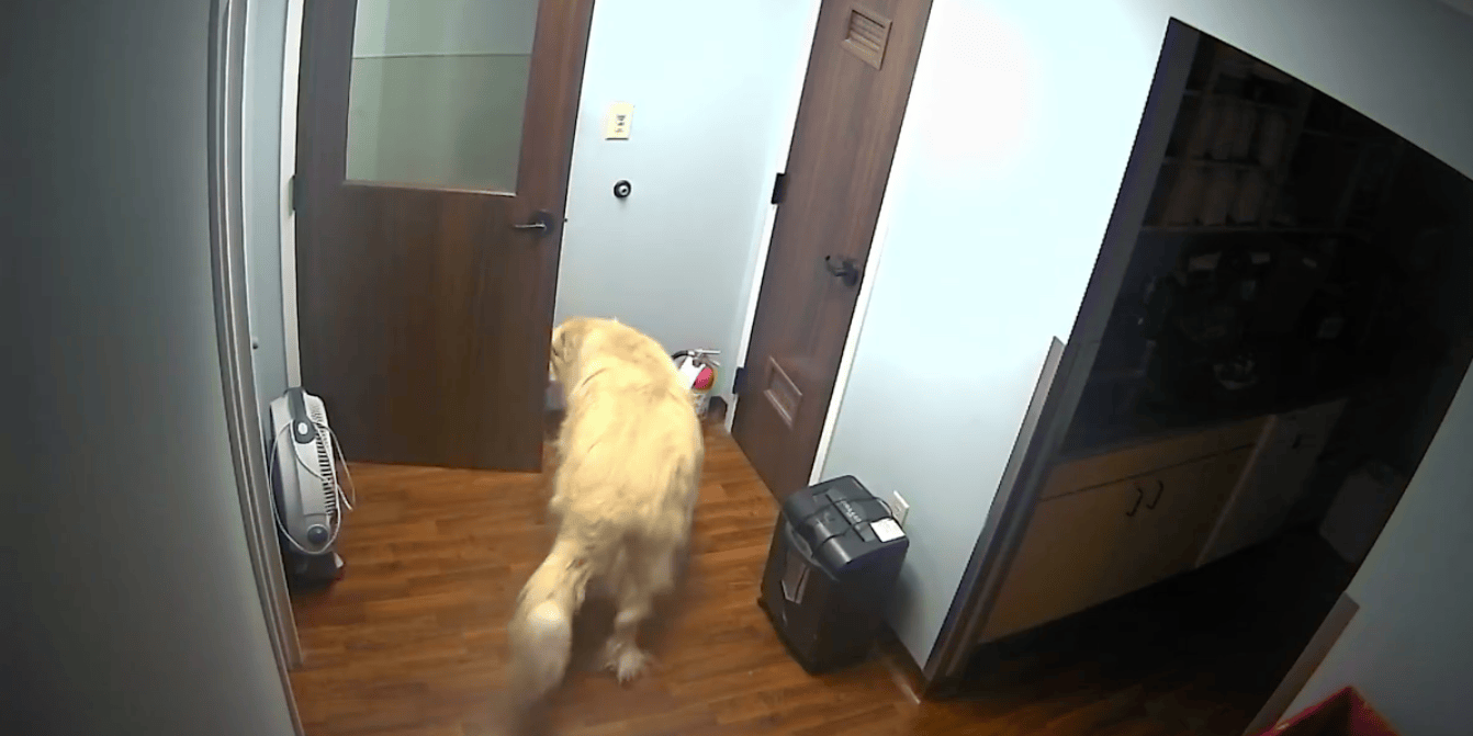 Great Pyrenees Escapes Animal Hospital by Opening Doors With His Nose