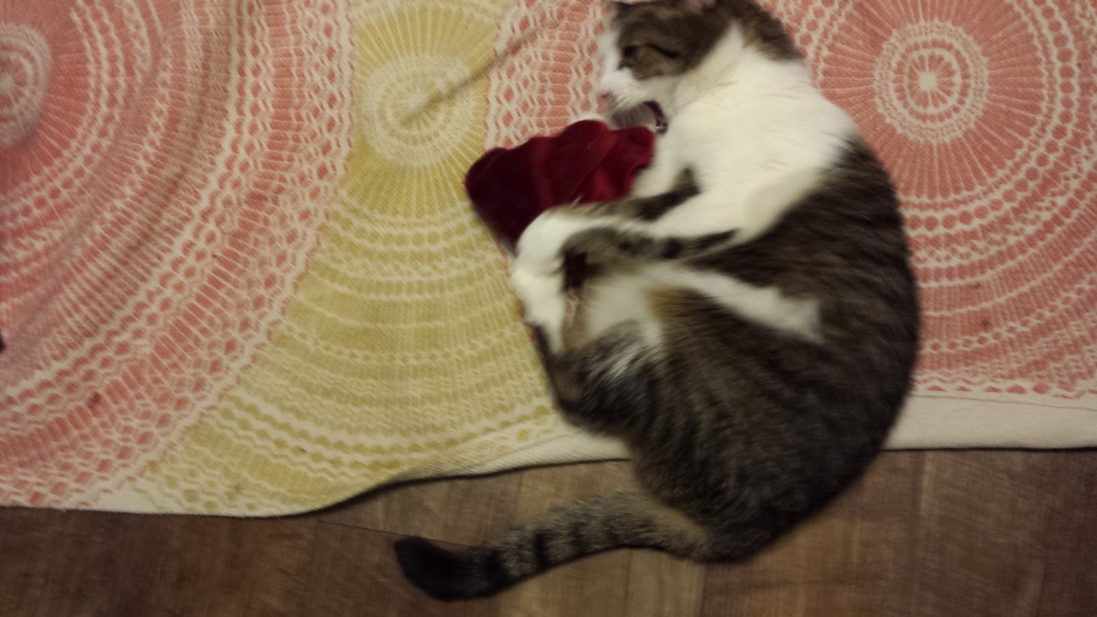 We experimented with Meowijuana, the 'marijuana for cats'