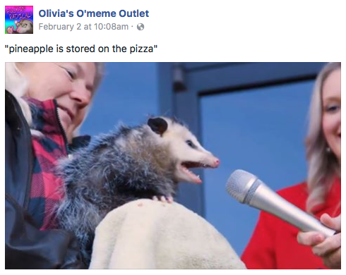 Interview Possum Meme Delivers Good Opinions Across the