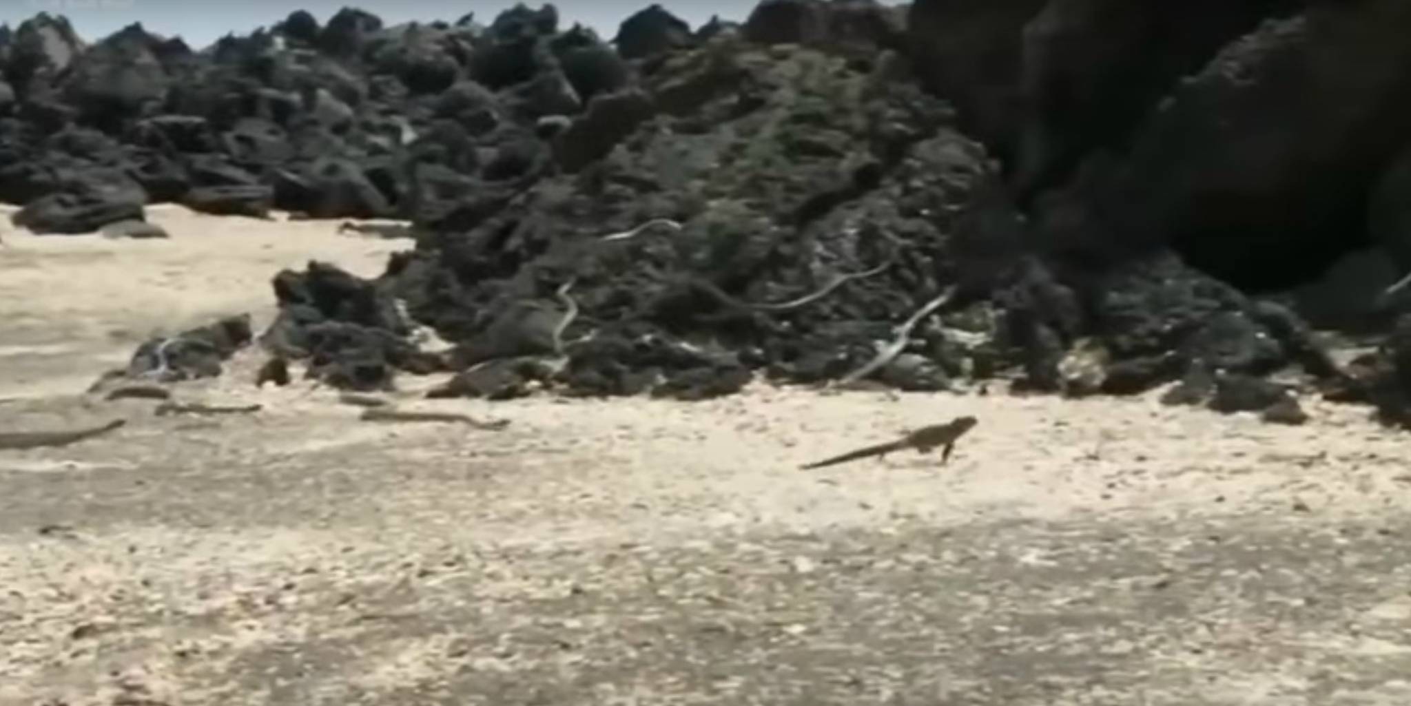 Iguana Escaping Dozens of Snakes Is Made Even More