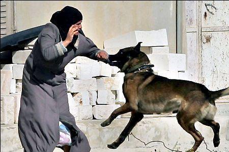 20,000 like Facebook photo of dog attacking Palestinian woman The