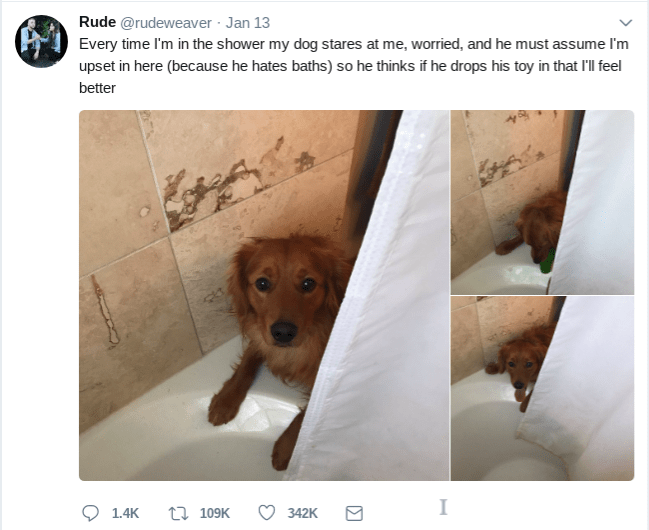 Cute Dog Gets Worried Whenever His Owner Takes a Shower