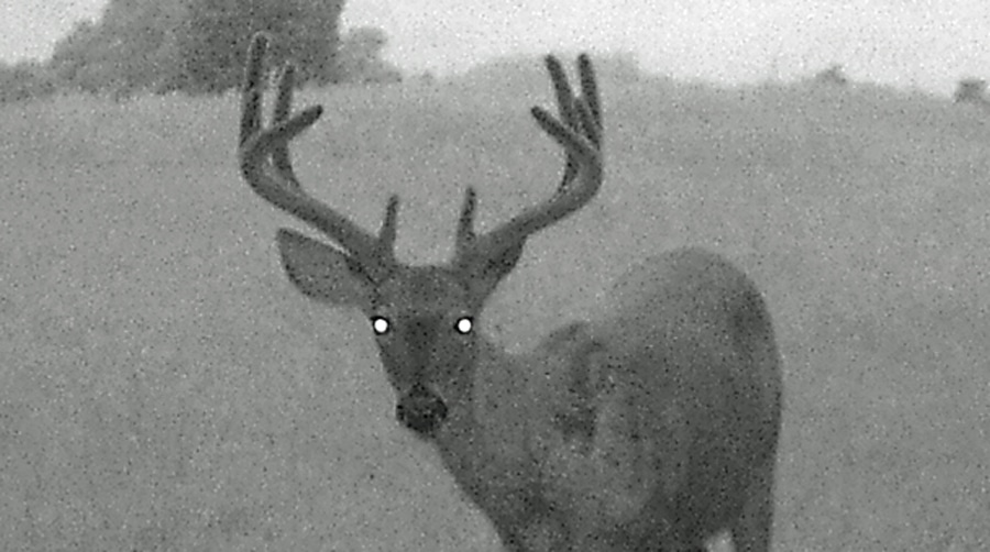 A Perfect 10Point From West Virginia [Big Buck HIT LIST] HuntStand