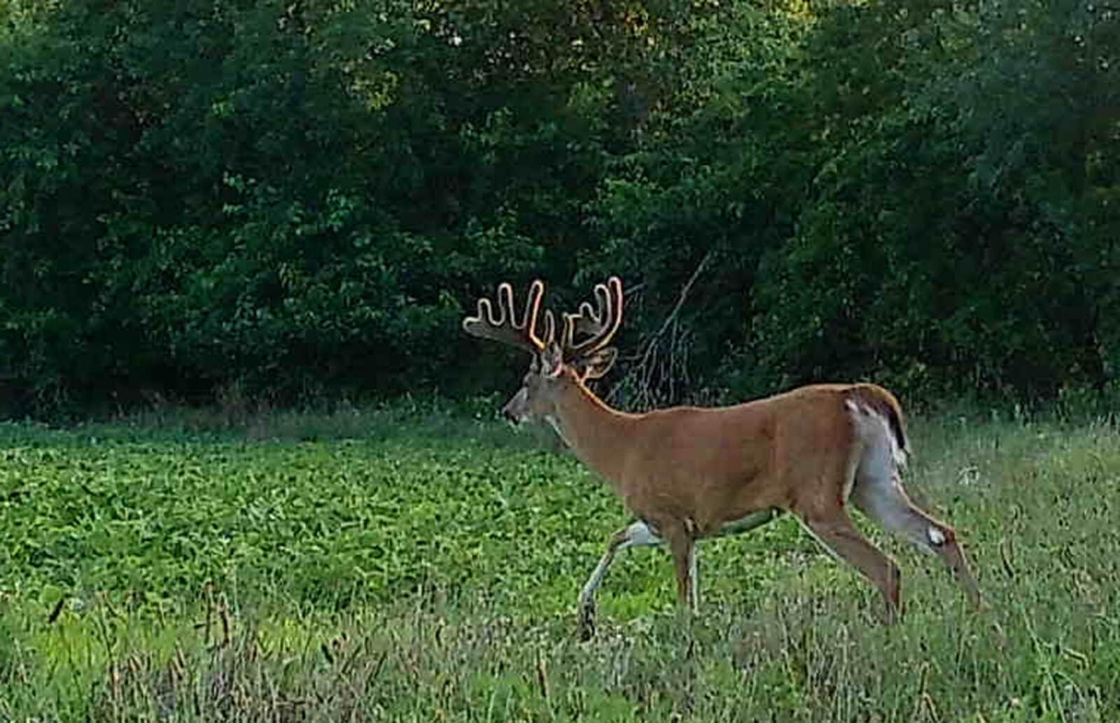Bruiser IA Beanfield Buck Emerges [Big Buck HIT LIST] HuntStand