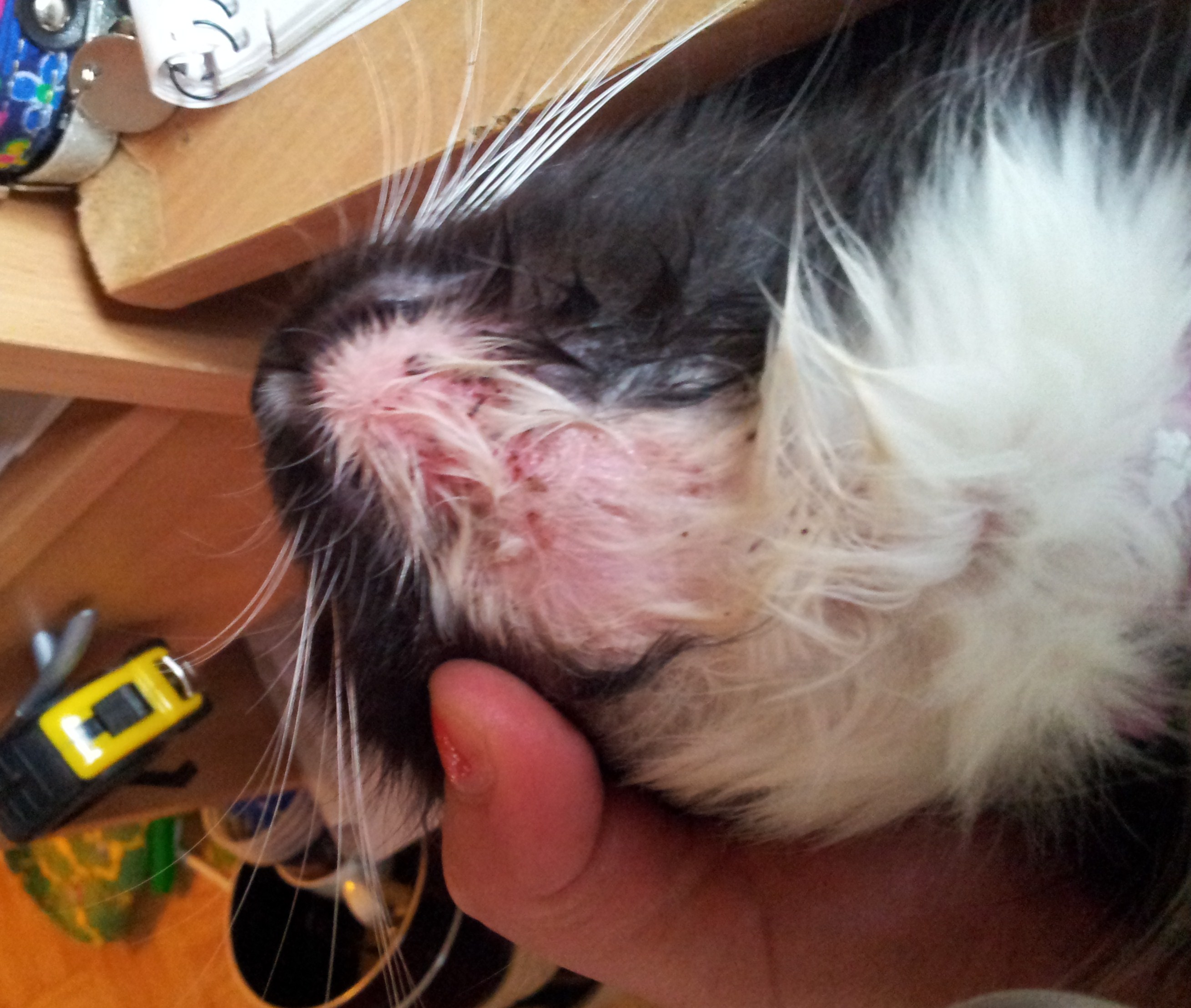 Har era katter sånt här? Uuh S 02 Hälsa, Beteende, Kosthållning