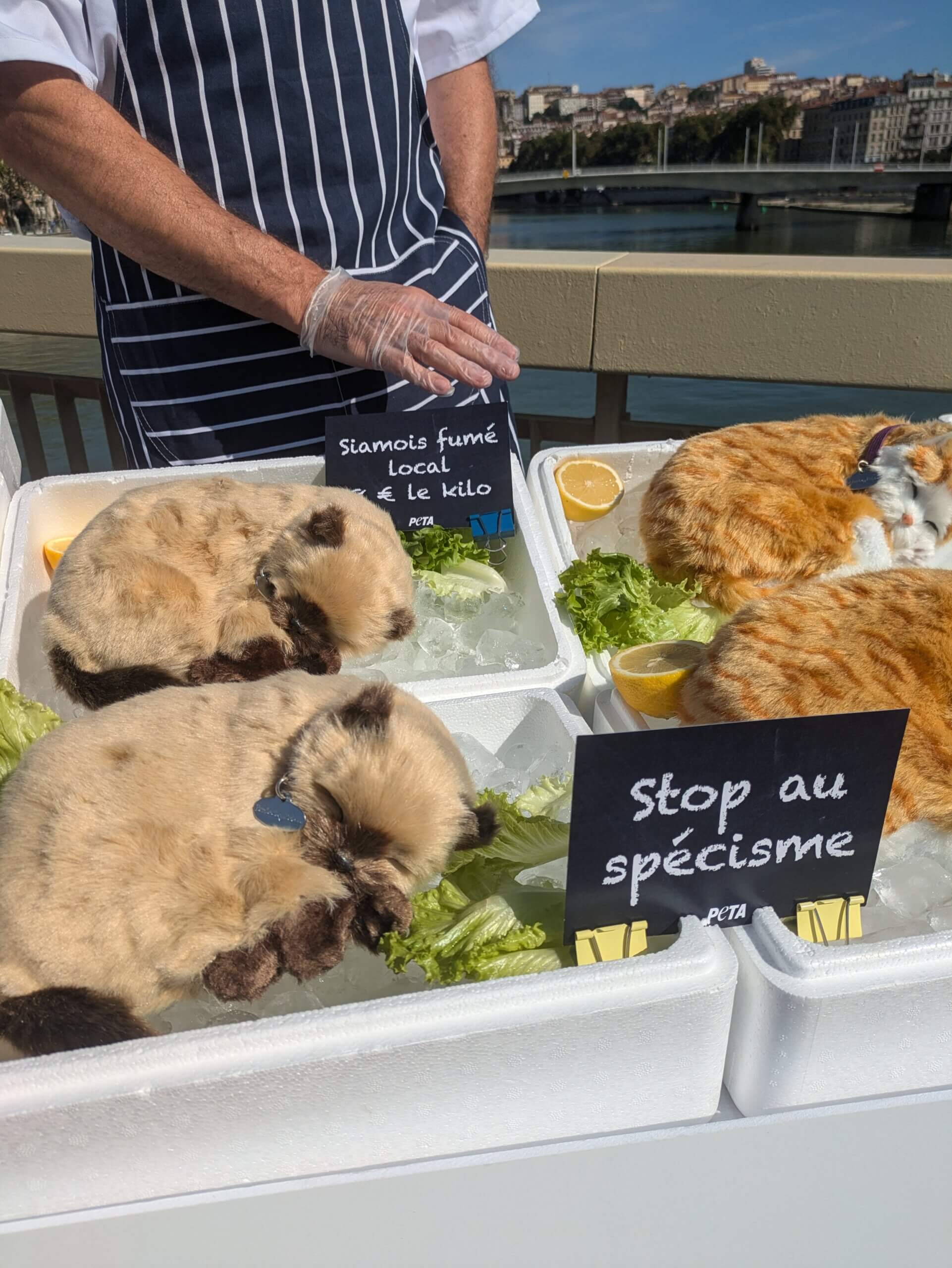 Selling "dead cats" on a stall in the heart of Lyon to encourage people